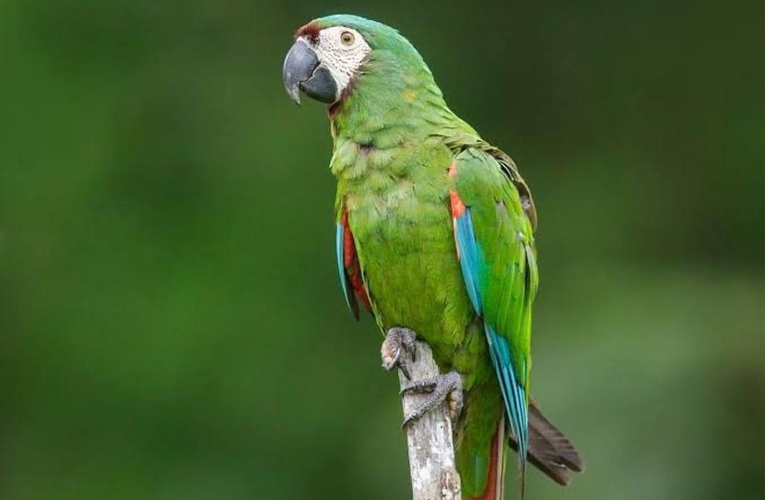 macaw bird for sale