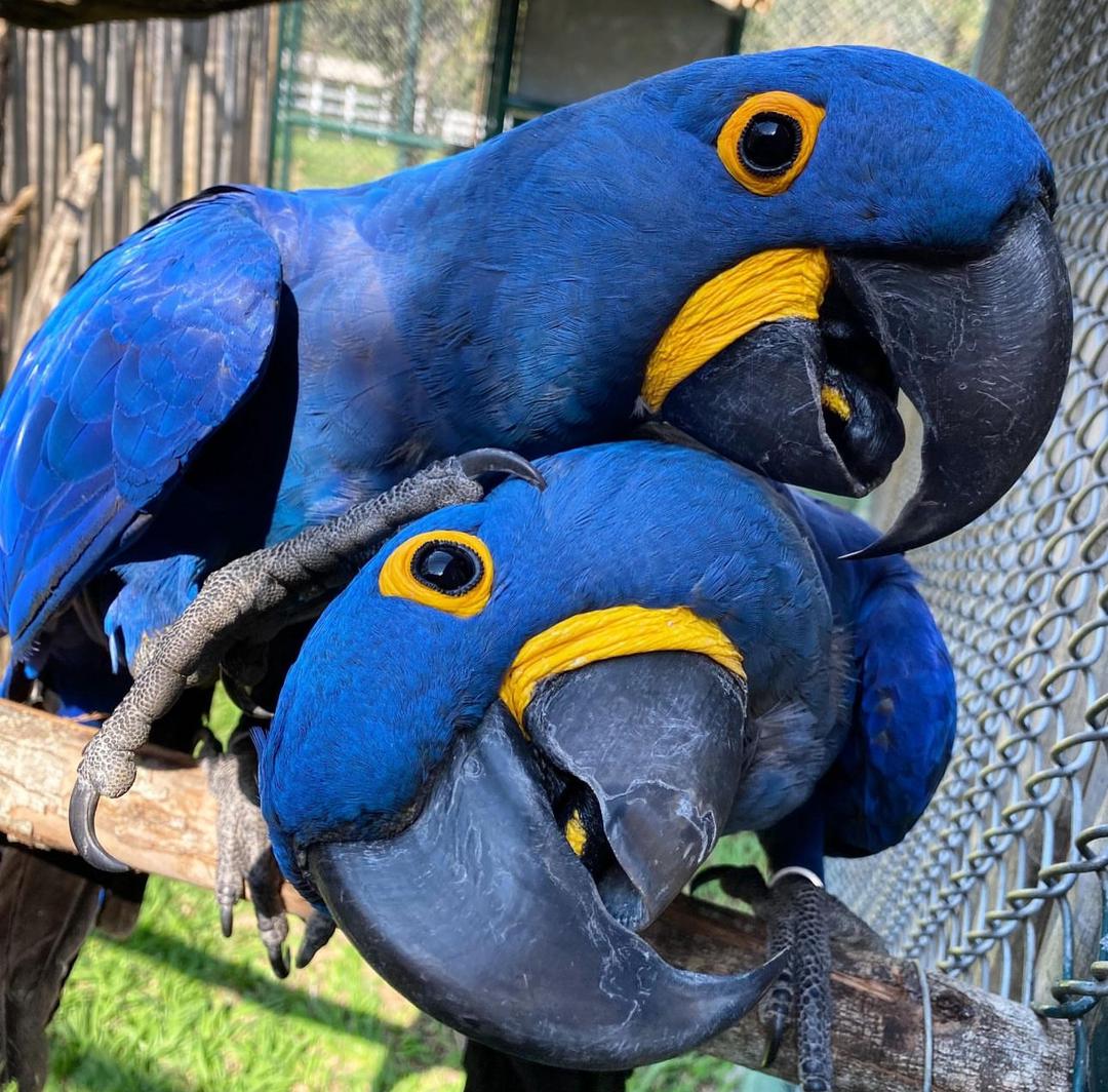 macaw for sale