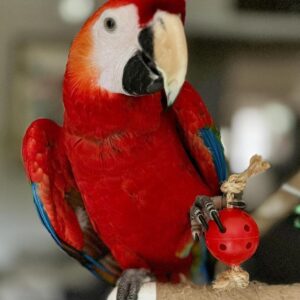 Scarlet Macaw for Sale