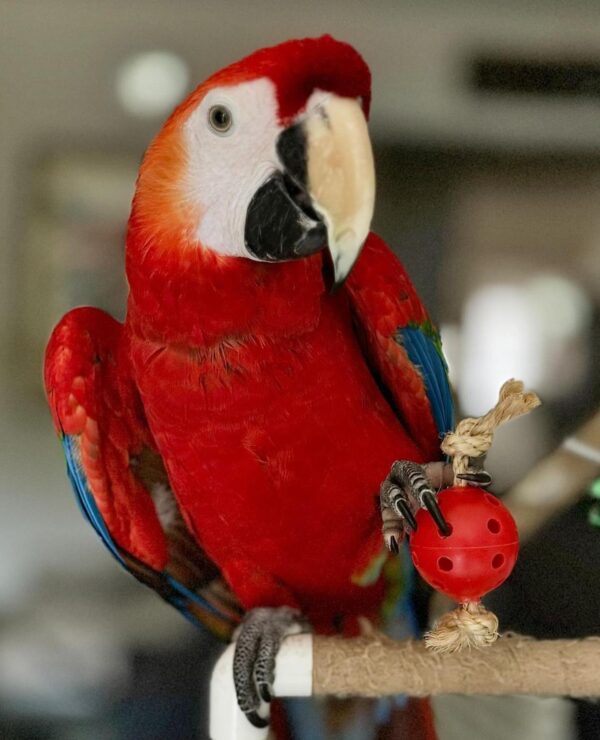 Scarlet Macaw for Sale