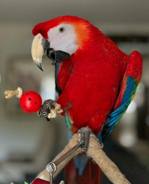 Scarlet Macaws for Sale