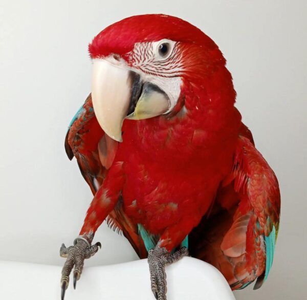 Green-winged Macaws for sale