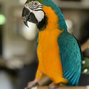 Blue and gold macaw for sale