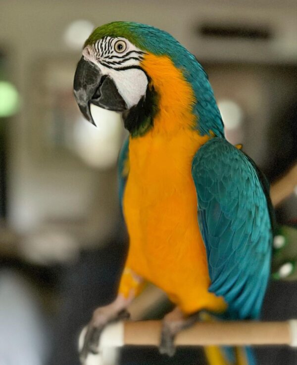 Blue and gold macaw for sale