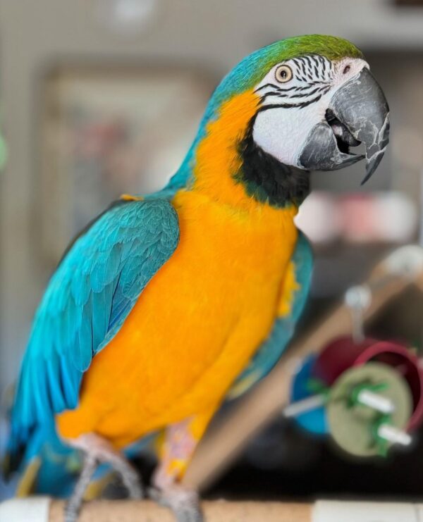 Blue and gold macaws for sale