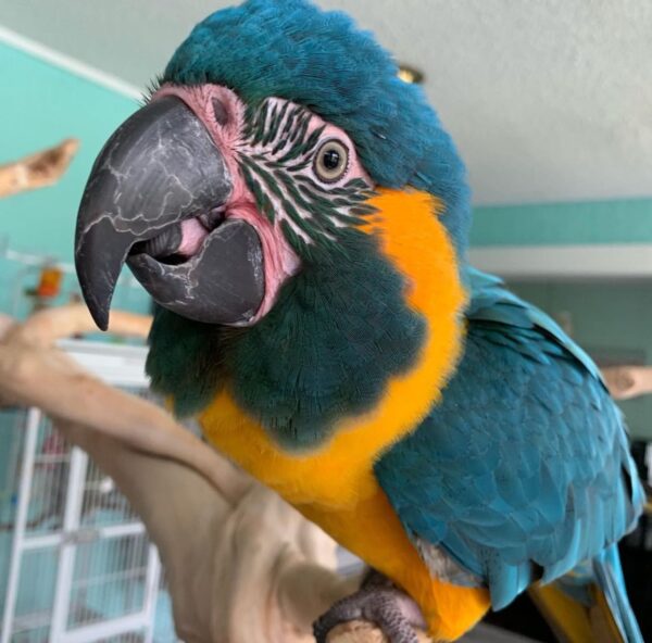 Blue-Throated Macaw for Sale