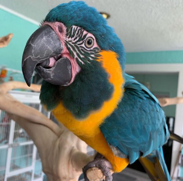 Blue Throated Macaws for Sale