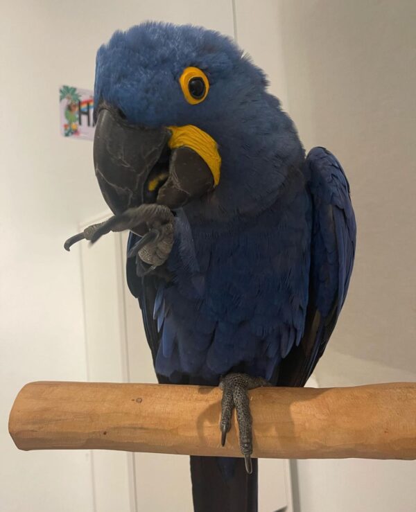 Hyacinth Macaws for Sale