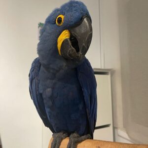 Hyacinth Macaw for Sale