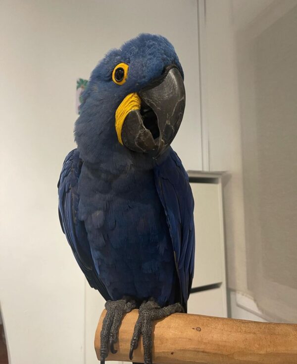 Hyacinth Macaw for Sale