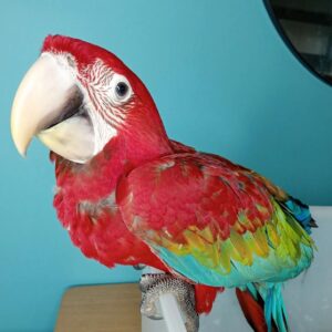 Green-winged Macaw for sale