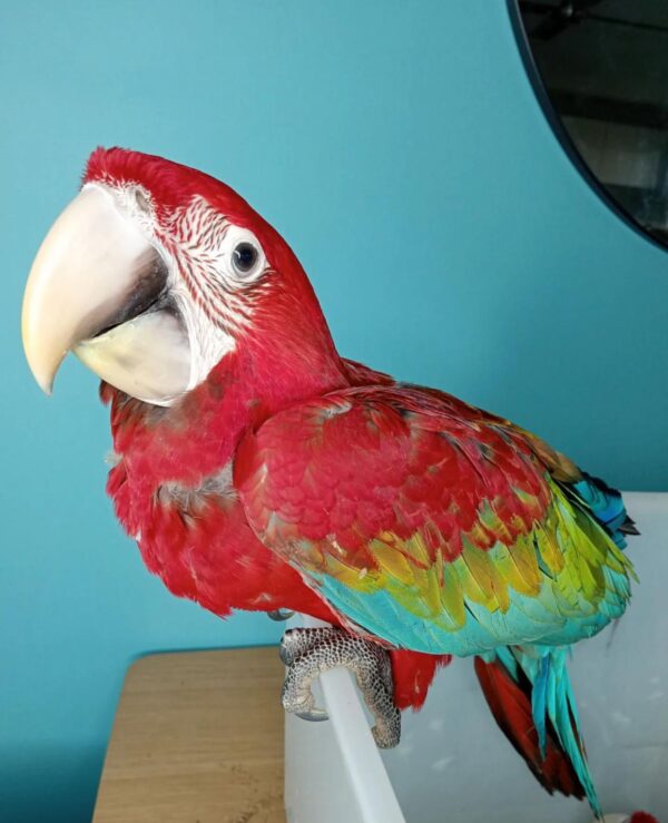 Green-winged Macaw for sale