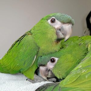 Hahn's Macaw for Sale