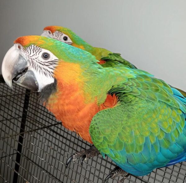 Catalina Macaws for Sale