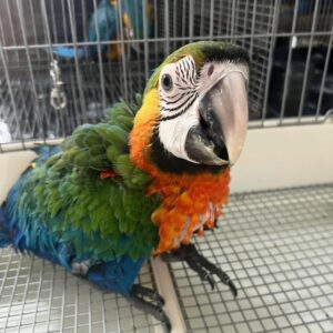 Catalina Macaw for Sale