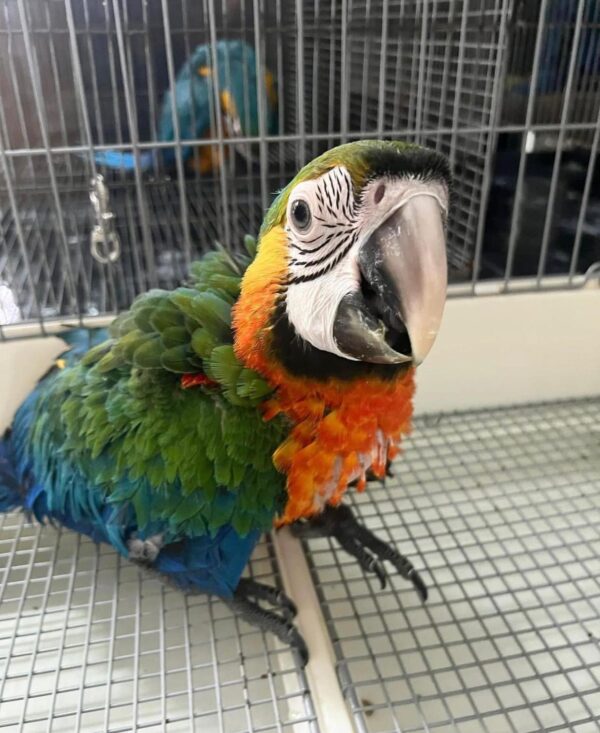 Catalina Macaw for Sale