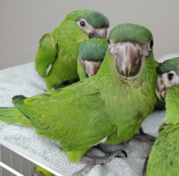 Hahn's Macaws for Sale