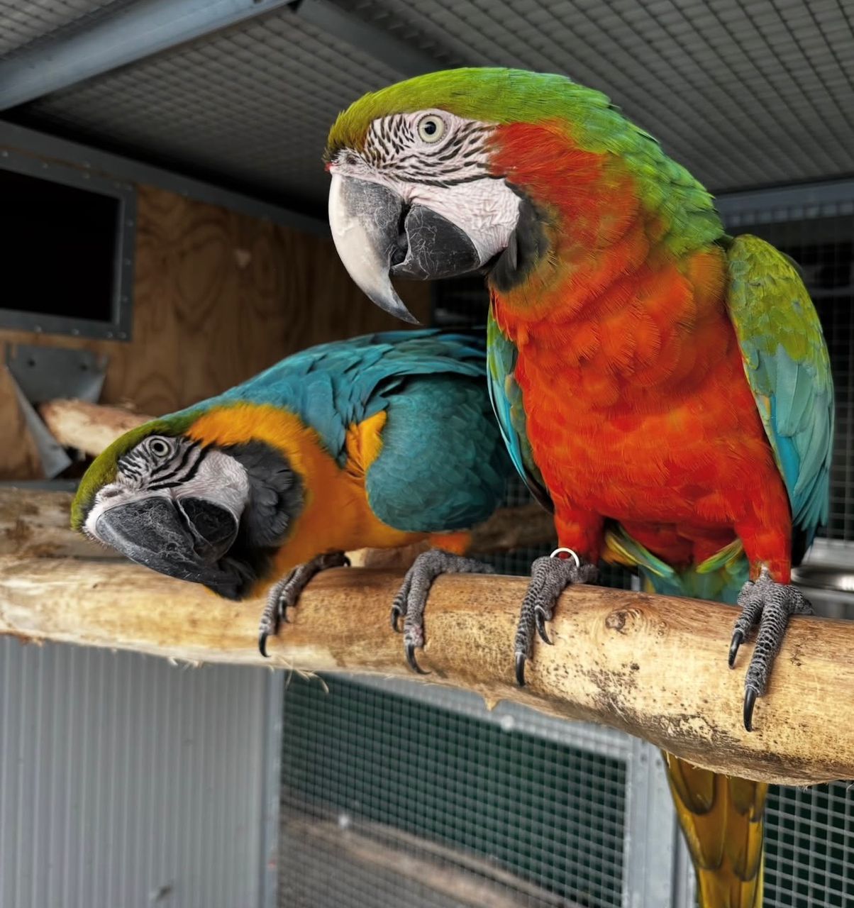 Macaw birds for sale