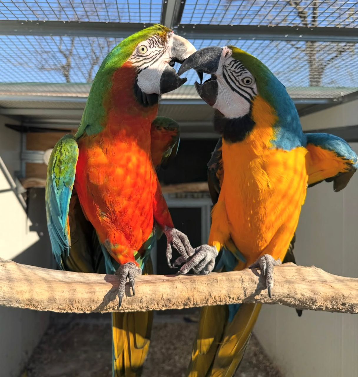 Macaw Parrots for sale